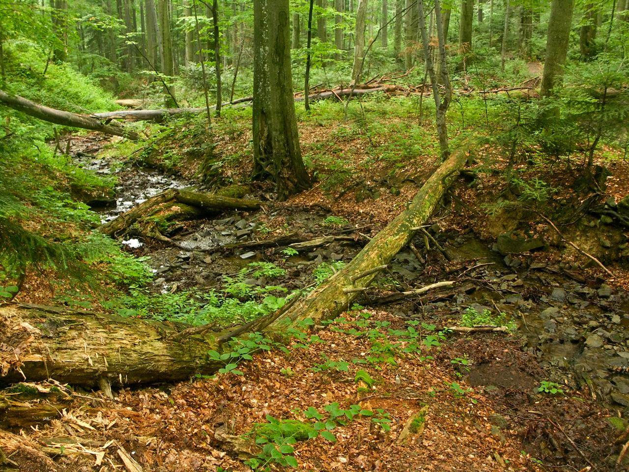 An Irish forest