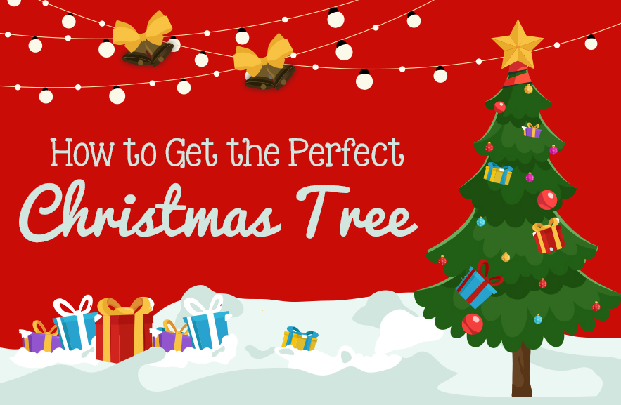 How To Get The Perfect Christmas Tree